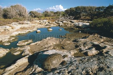Aldabra Schildkröte spazieren auf den Aldabra Seychelles -Felsen