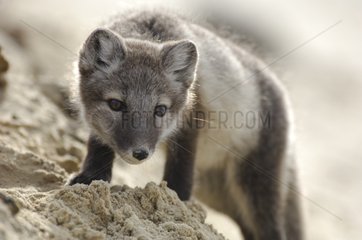 Arctic fox cub careful on a beach Nunavut Canada