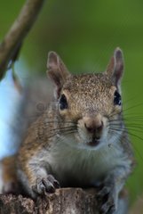 Eastern Gray Squirrel Florida USA