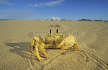 Crabe Fantôme se déplaçant sur le sable Australie