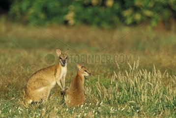 Two Agile Wallabies in Mary River National Park Australia