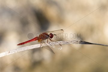 Portrait of a male scarlet Dragonfly
