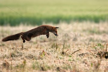Red fox jumping Indre-et-Loire France