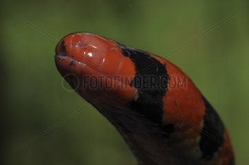 Portrait of False coral snake French Guiana