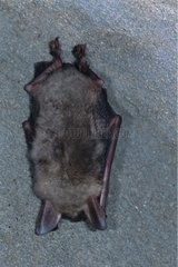 Mouse-eared Bat in hibernation in a cave