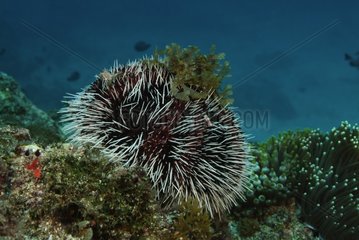 Brown Urchin New South Wales Australia