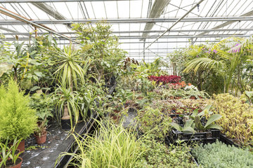 Greenhouse of exotic plants  spring  Pas de Calais  France