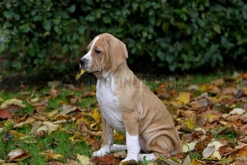 Portuguese pointing puppy dog in grass France