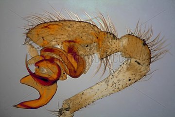 Pedipalp of spider under microscope