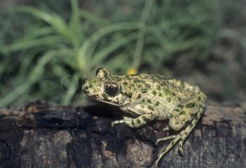Parsley frog on a piece of wood France