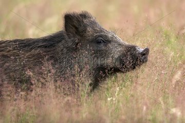 Close-up of Wild boar in grassland France