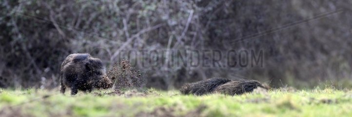 Wild boar looking for food in the ground Indre-et-Loire