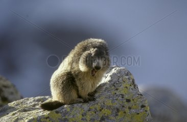 Marmotte des Alpen Baillant Alpen Frankreich