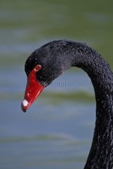 Portrait of a black Swan on a green water bottom Australia