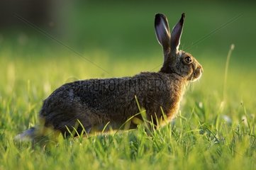 European hare vigilant at twilight Vosges France
