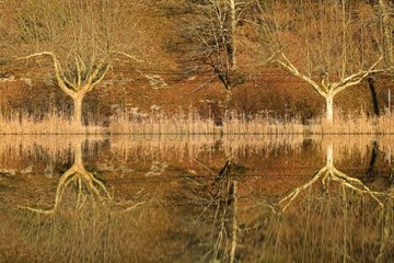 Wirkung Totem -Reflexion von BÃ¤umen im Teich der Tamnies