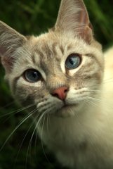Portrait of a Siamese cat Blue tabby France