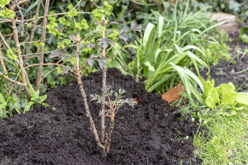 Plantation step by step of a Peony in a garden