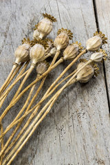 Dried fruits of poppy flowers