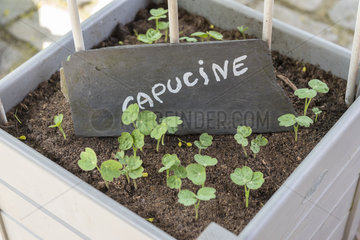 Raising Capucine seeds in a tray  spring  Somme  France