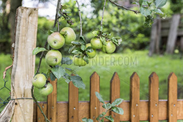 Apples minister von hammerstein in an orchard  summer  Moselle  France