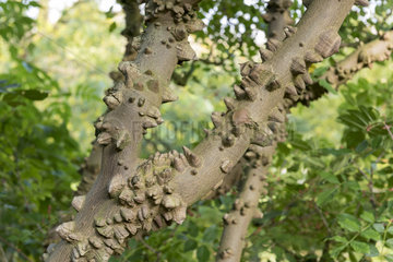 Thorny bark of Common Pricklyash (Zanthoxylum americanum)  autumn  Pas de Calais  France