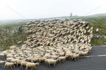 Transhumance of Boulonnais sheep on Cap Blanc-Nez  Pas de Calais  France