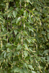 Sageretia (Sageretia pycnophylla)