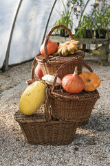 Various squash and wicker baskets in a greenhouse  autumn  Somme  France