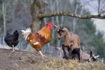 Confrontation between a rooster and a goat Alsace France