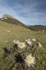 Stemless carline thistle (Carlina acaulis) plateau of Ambel  Vercors  france