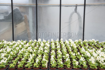 White Begonia 'quick' in a greenhouse  spring  Pas de Calais  France