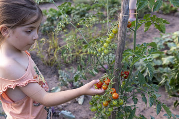 Girl picking cherry tomatoes in a garden  summer  Moselle  France