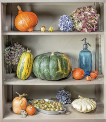 Varied squashes and dried hydrangea flowers on a shelf