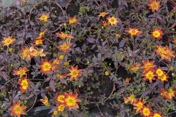 Bidens Beedance Painted Red  in a greenhouse  spring  Pas de Calais  France