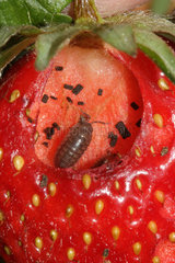 Common Pill Woodlouse (Armadillidium vulgare) eating a strawberry at night