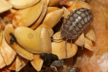 Common Pill Woodlouse (Armadillidium vulgare) on food detritus from the compost bin