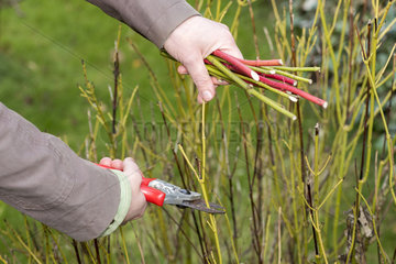 Cuttings step by step of red and yellow dogwoods in a garden