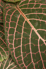 Mosaic plant (Fittonia albivenis). Syn.: Fittonia verschaffeltii