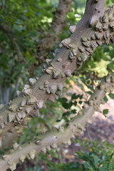 Thorny bark of Common Pricklyash (Zanthoxylum americanum)  autumn  Pas de Calais  France