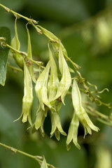 Buckwheat vine (Brunnichia ovata)