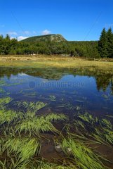 Reflexionen in einem Teich des Monts d'Ardèche Regional Park