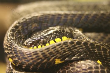 Close-up of a coiled up black Snake