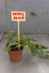 Sweet potato's foot in a greenhouse  spring  Pas de Calais  France