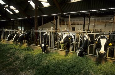 Nourrissage des vaches à l'ensilage au cornadis France