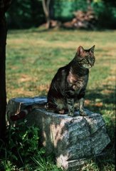 Dachrinnen -Chat auf einem Frankreichstein sitzt