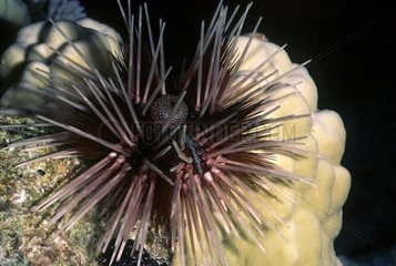 Banded sea urchin on the reef Tuamotu Polynesia