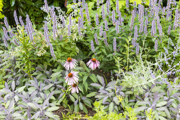 Mixed-border composed of sage  mint and echinacea  summer  Moselle  France