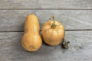 Butternut squash 'butternut' on a wooden table  autumn  Pas de Calais  France