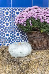 Chrysanthemum in a wicker basket and Hungarian blue pumpkin  autumn  Germany